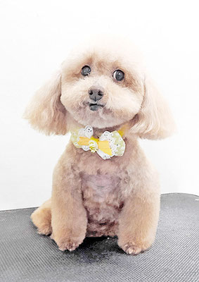 福田ダイアリーちゃん