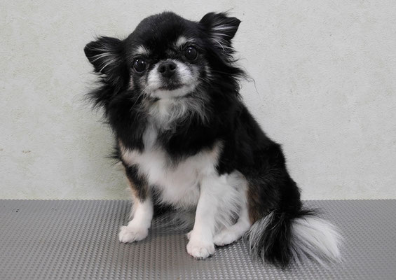 森崎クロちゃん