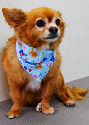 若松コロちゃん