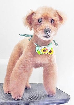 前田ソルファちゃん