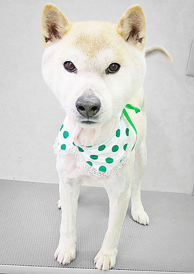 加治佐しかまるちゃん