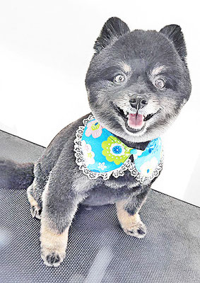 福山ポパイちゃん