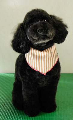 藤村スピナちゃん