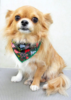 杉野フィリオちゃん