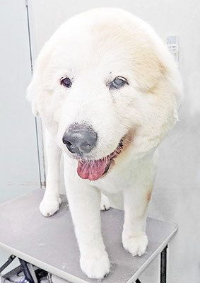 田代メイちゃん