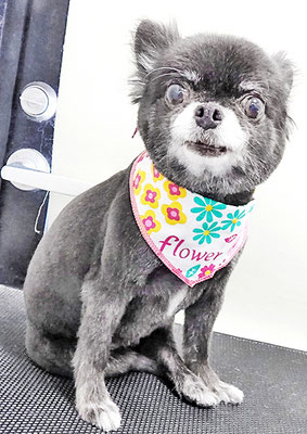 森崎シロちゃん