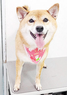 森下ムギちゃん