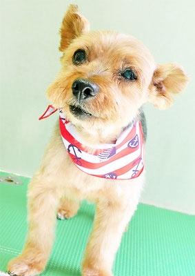 中野ルパンちゃん