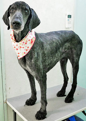 瀬戸山ココアちゃん