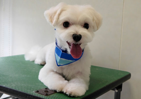 高橋マルちゃん