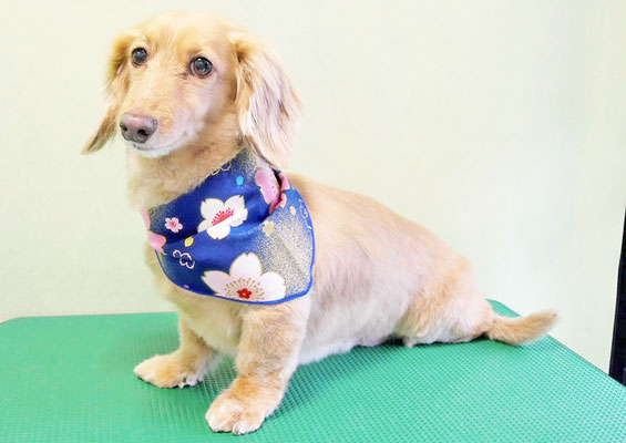 片山マルルちゃん