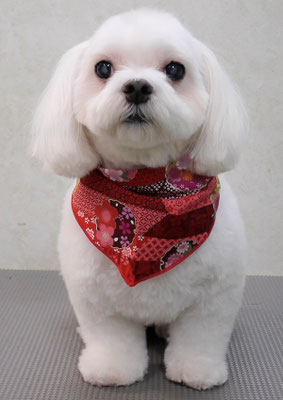 田代ジャスミンちゃん