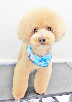 町田ジュニアちゃん