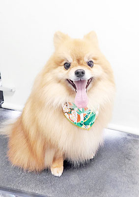 大井ポンタちゃん