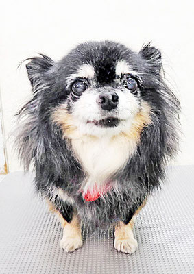 福留マロちゃん