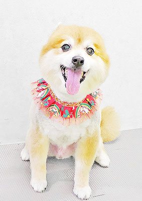 皆元シュワちゃん