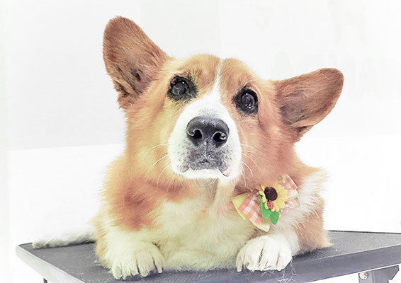 田中ベックちゃん