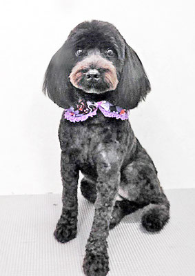 川元ポムちゃん