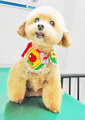 福田ダイアリーちゃん