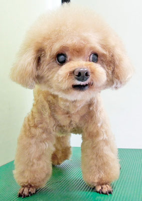 佐藤クルミちゃん