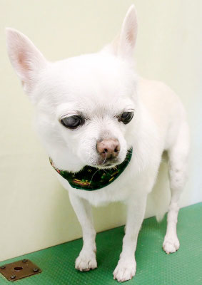 永瀬エルメちゃん