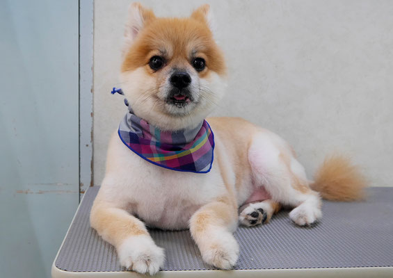 草野マロンちゃん