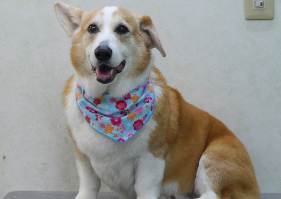 西方レオちゃん