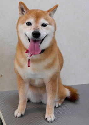 藤井リンちゃん