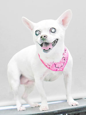 新山ランちゃん