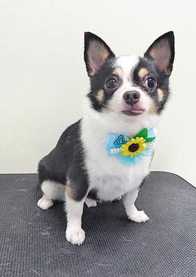 大山ビビちゃん