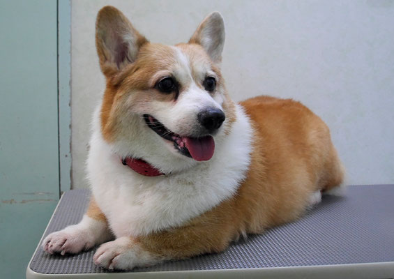 國生ラッシュちゃん