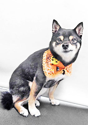 中尾あんずちゃん