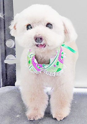 田淵コマロちゃん