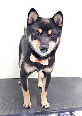 中野めらんちゃん