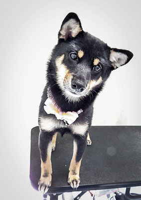 登あんこちゃん