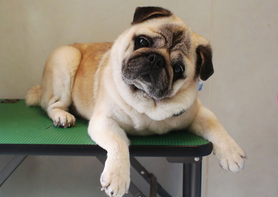 重野ルディちゃん