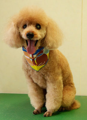 佐藤ナルトちゃん