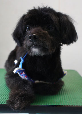 田リヨンちゃん