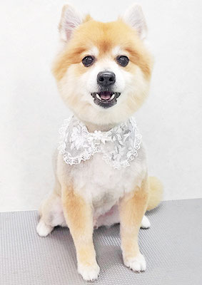 皆元シュワちゃん