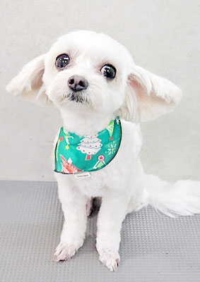 前原バニラちゃん