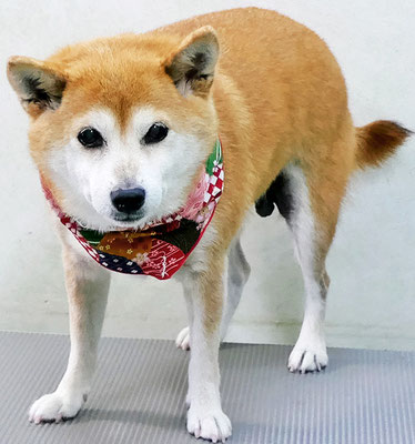 小田ハルちゃん