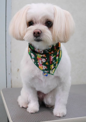 大脇ココアちゃん