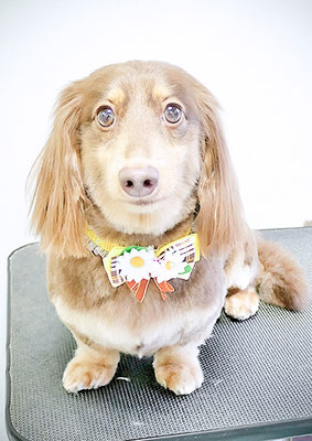 竪山チョコちゃん