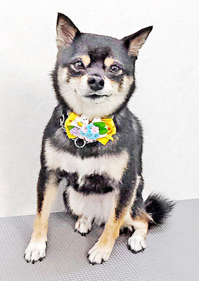 中尾あんずちゃん