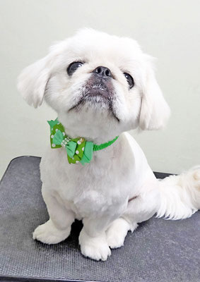 小牟禮ブーンちゃん