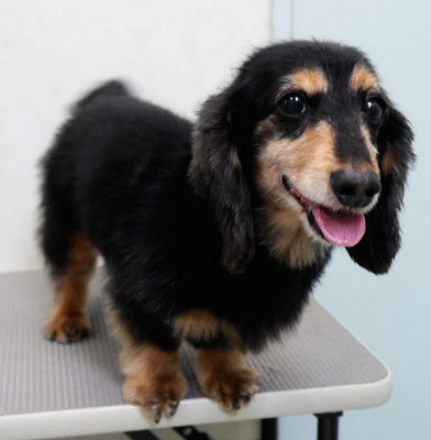 齊野平サンジちゃん