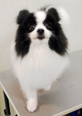 森崎マリアンちゃん