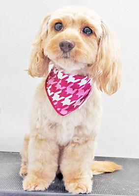 寺園ヴィヴィちゃん