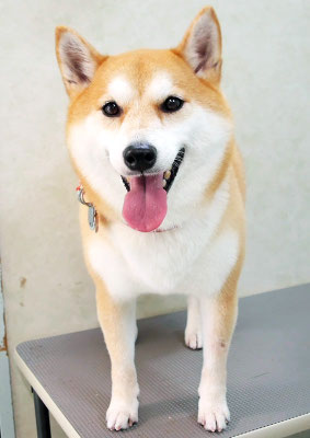 小村ゆずちゃん