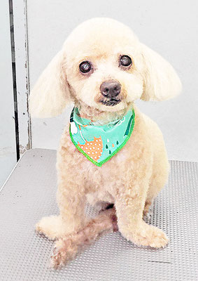 北チャ子ちゃん